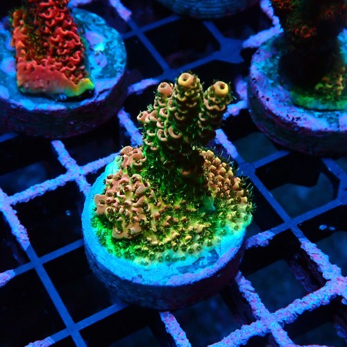 ACROPORA GREEN RAINBOW S [~3CM] #0505054
