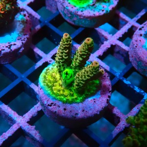 ACROPORA GREEN RAINBOW S [~4CM] #0505063