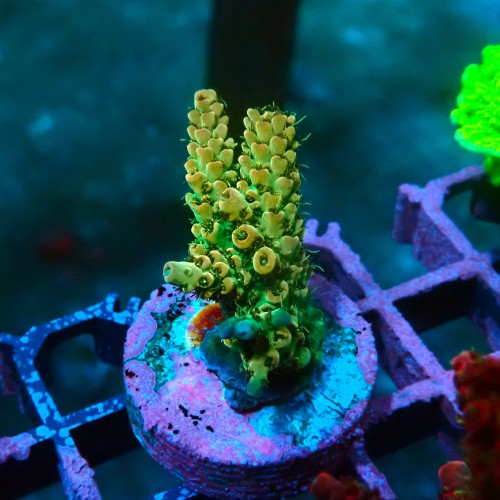 ACROPORA GREEN S [~3CM] #0505067