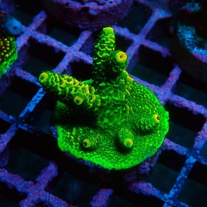 ACROPORA GREEN S [~4CM] #0505082