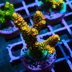 ACROPORA MILLEPORA ORANGE SUNSET M [~5CM] #0505070