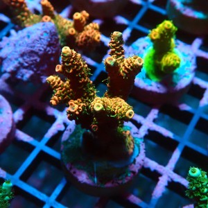 ACROPORA MILLEPORA ORANGE-GREEN M [~5CM] #0505062