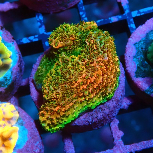 ACROPORA MILLEPORA RAINBOW S [~3CM] #0505074