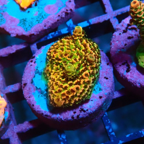 ACROPORA MILLEPORA RAINBOW S [~3CM] #0505075