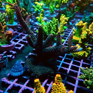 ACROPORA MILLEPORA RED & GREEN L [~10CM+] #0505095