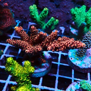 ACROPORA MILLEPORA RED M [~7CM] #0505052