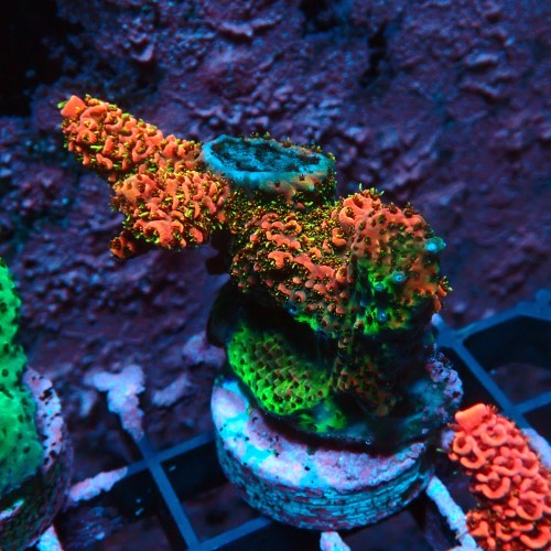 ACROPORA MILLEPORA RED RAINBOW M [~6CM] #0505049