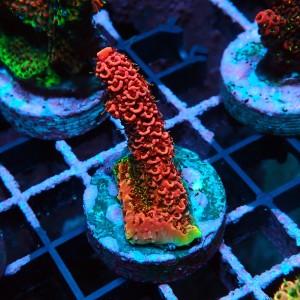 ACROPORA MILLEPORA RED RAINBOW S [~3CM] #0505050