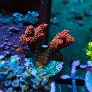 ACROPORA MILLEPORA RED-GREEN M [~5CM] #0505056