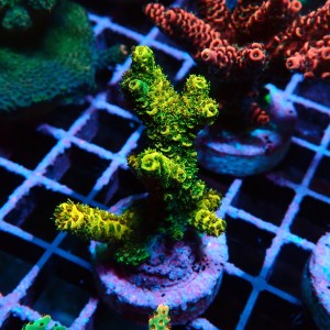 ACROPORA MILLEPORA SUNSET M [~4CM] #0505053
