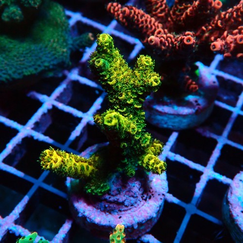 ACROPORA MILLEPORA SUNSET M [~4CM] #0505053