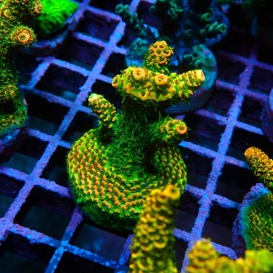 ACROPORA MILLEPORA SUNSET M [~5CM] #0505086