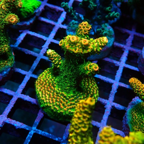 ACROPORA MILLEPORA SUNSET M [~5CM] #0505086