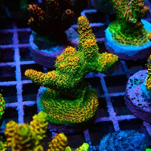 ACROPORA MILLEPORA SUNSET M [~5CM] #0505088