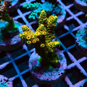 ACROPORA MILLEPORA SUNSET M [~6CM]  #0505061