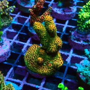 ACROPORA MILLEPORA SUNSET M [~6CM] #0505099