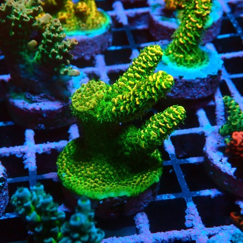 ACROPORA MILLEPORA SUNSET M [~6CM] #0505104