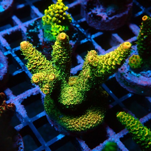 ACROPORA MILLEPORA SUNSET M [~6CM] #0505110