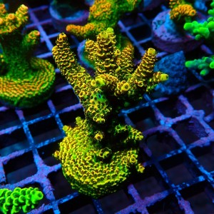 ACROPORA MILLEPORA SUNSET M [~7CM] #0505085