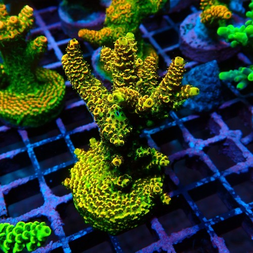 ACROPORA MILLEPORA SUNSET M [~7CM] #0505085