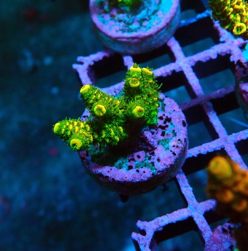 ACROPORA MILLEPORA SUNSET S [~3CM] #0505071