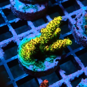ACROPORA MILLEPORA SUNSET S [~3CM] #0505109