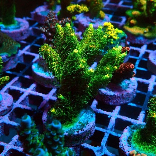 ACROPORA MILLEPORA ULTRA SUNSET M [~7CM] #0505103