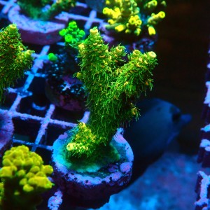 ACROPORA MILLEPORA ULTRA SUNSET S [~6CM] #0505101