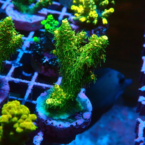 ACROPORA MILLEPORA ULTRA SUNSET S [~6CM] #0505101