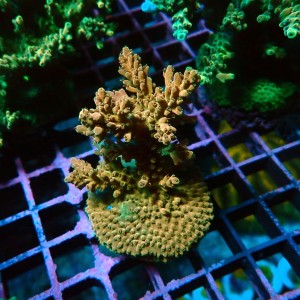 ACROPORA MULTICOLOR M [~6CM] #0505002