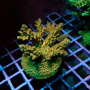 ACROPORA MULTICOLOR M [~6CM] #0505113