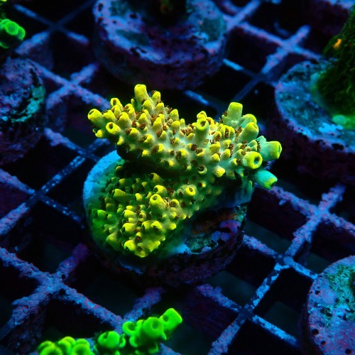 ACROPORA PIKACHU S [~4CM] #0505100