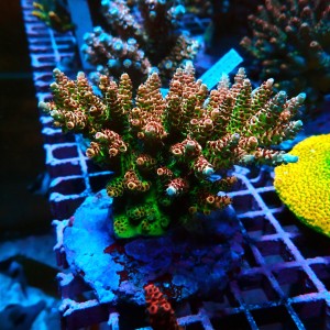 ACROPORA RAINBOW KOLONIA L [~10CM] #0505105