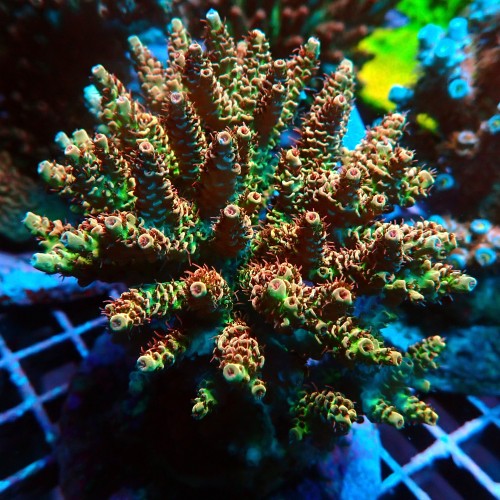 ACROPORA RAINBOW KOLONIA L+ [~13CM] #0505106