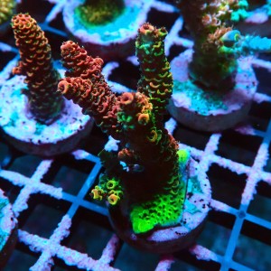 ACROPORA RAINBOW M [~5CM] #0505060