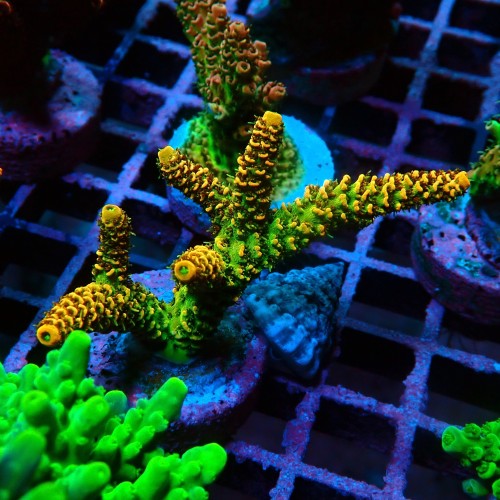 ACROPORA RAINBOW M [~6CM] #0505089