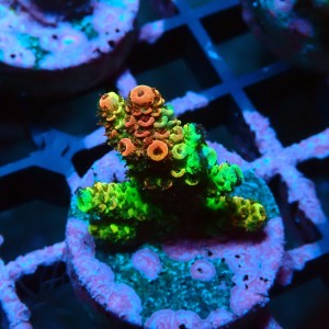 ACROPORA RAINBOW S [~2CM] #0505059