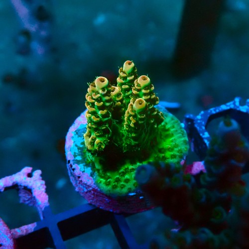 ACROPORA RAINBOW S [~3CM] #0505066