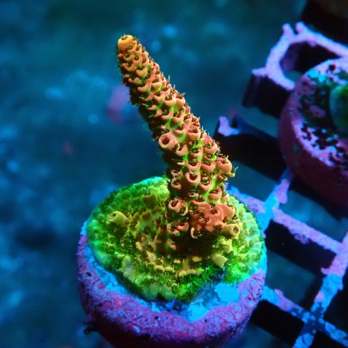 ACROPORA RAINBOW S [~3CM] #0505069