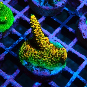 ACROPORA RAINBOW S [~4CM] #0505080