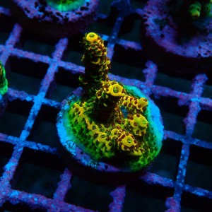 ACROPORA RAINBOW S [~4CM] #0505081