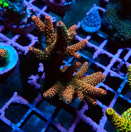 ACROPORA RED POLYP M [~ 7CM] #0505094