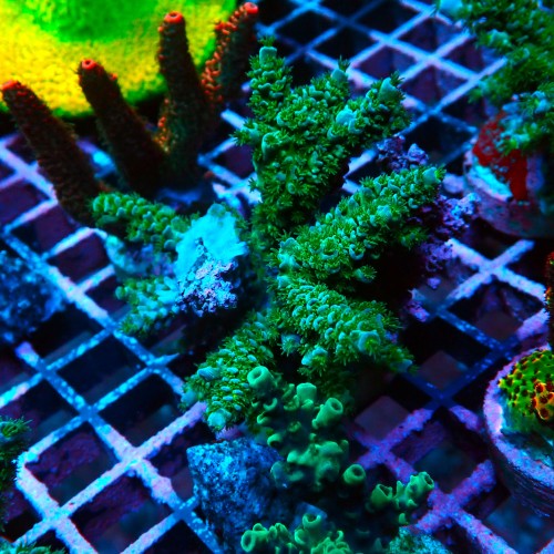 ACROPORA TENUIS GREEN L [~8CM] #0505092