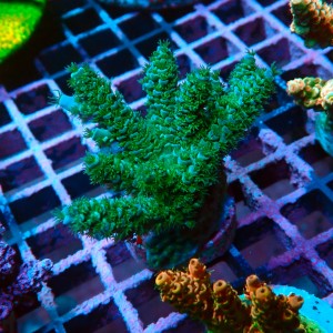 ACROPORA TENUIS GREEN M [~6CM] #0505091
