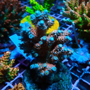 ACROPORA TENUIS RAINBOW KOLONIA L [~10CM] #0505108