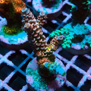 ACROPORA TENUIS RAINBOW M [~4CM] #0505058
