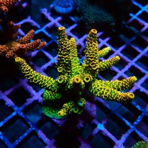 ACROPORA YELLOW RAINBOW M [~7CM] #0505093