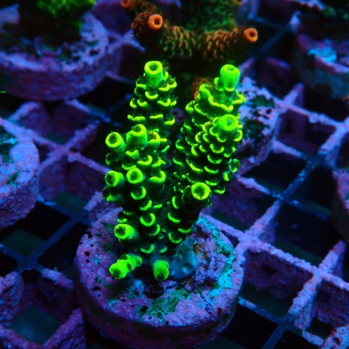 ACROPORA YELLOW-GREEN S [~5CM] #0505083