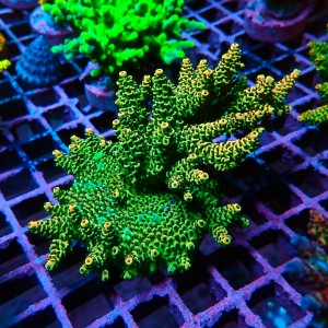 ACROPORA GREEN RAINBOW M [~8CM] #0505096