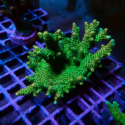 ACROPORA GREEN RAINBOW M [~8CM] #0505097